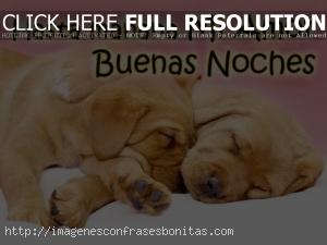 Imágenes de Buenas Noches Con Perritos Tiernos Gifs