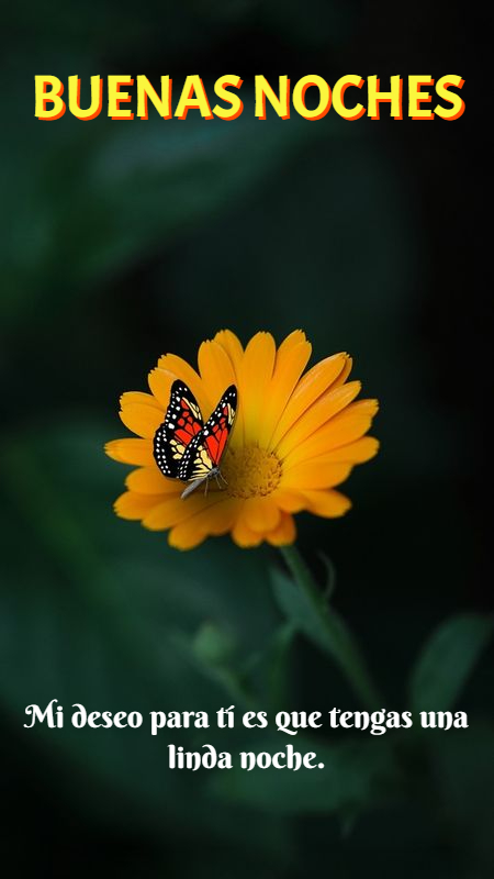 Imágenes de Buenas Noches con Mariposas