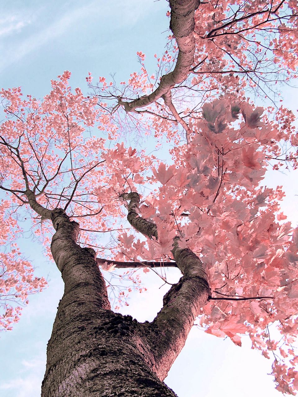 fondos-de-pantalla-arboles-en-flor-primavera-cerezo-rojo-zajura-florecidos-frutales-hd-iphone-android-smartphone-12  | Imágenes Bonitas Gratis