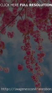 Fondos de Pantalla Árboles en Flor Primavera de Cerezo HD