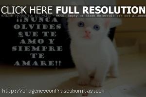 Imágenes de Gatitos Tiernos Enamorados con Frases de Amor