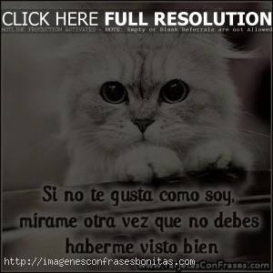 Imágenes de Gatitos Tiernos Enamorados con Frases de Amor