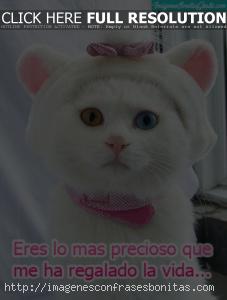 Imágenes de Gatitos Tiernos Enamorados con Frases de Amor