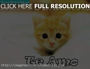 Imágenes de Gatitos Tiernos Enamorados con Frases de Amor