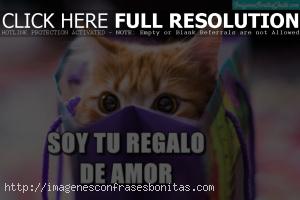 Imágenes de Gatitos Tiernos Enamorados con Frases de Amor