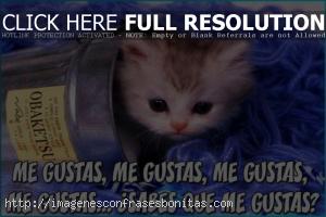 Imágenes de Gatitos Tiernos Enamorados con Frases de Amor