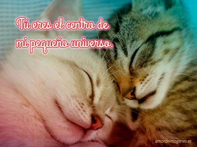 Imágenes de Gatitos Tiernos Enamorados con Frases de Amor