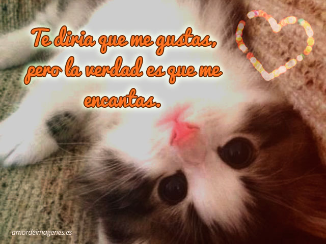 Imágenes de Gatitos Tiernos Enamorados con Frases de Amor